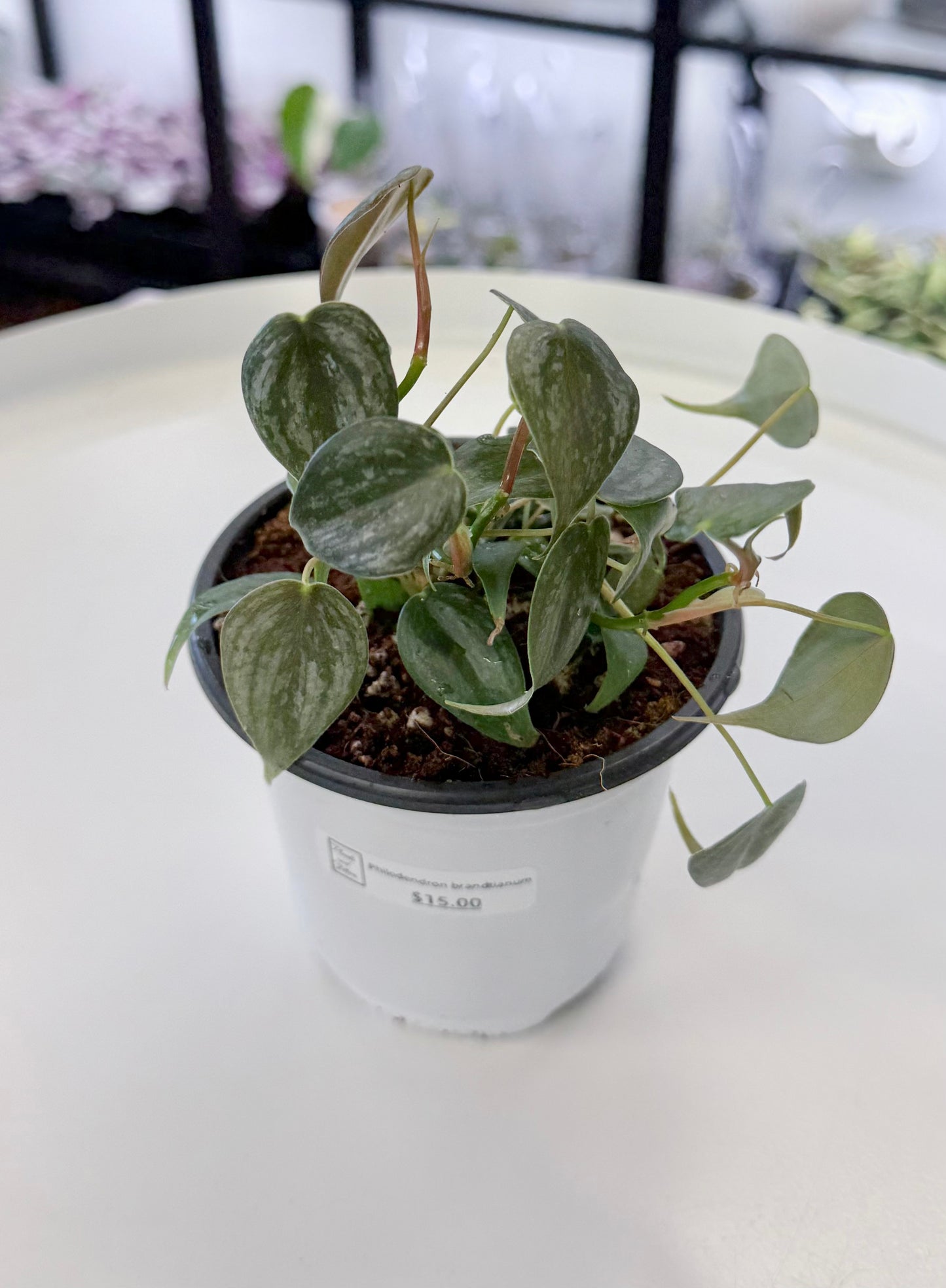 Philodendron brandtianum 4”