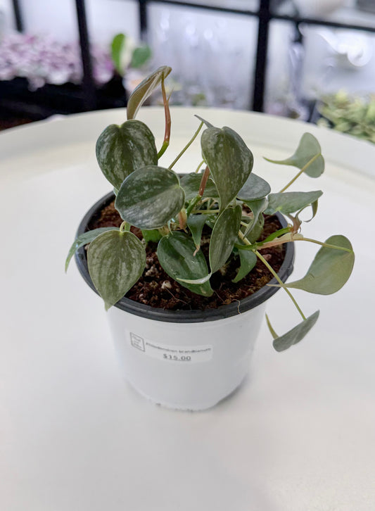 Philodendron brandtianum 4”