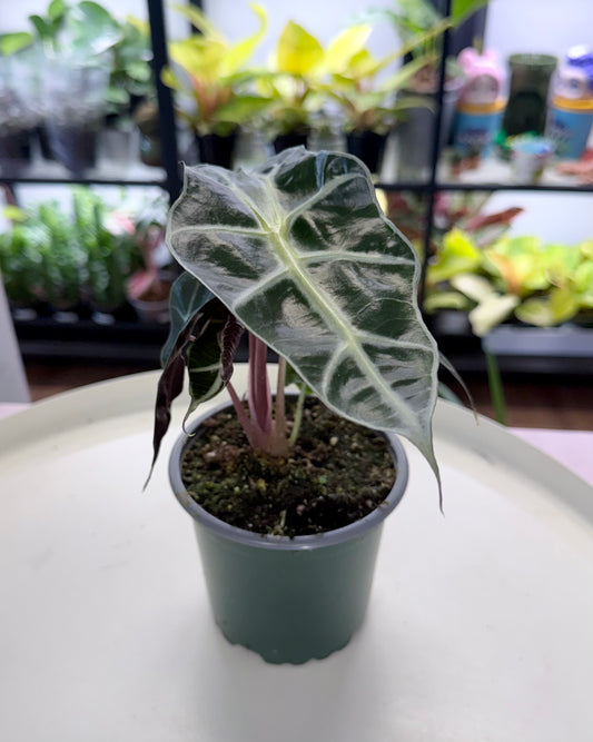 Alocasia amazonica 4”