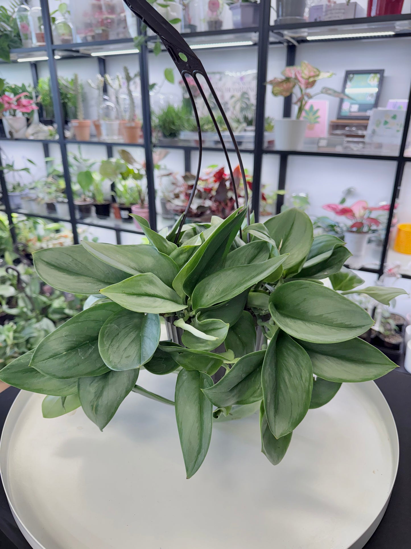 Scindapsus treubii ‘Moonlight’ | 6” Hanging Basket