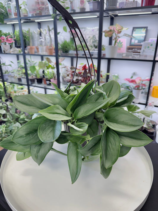 Scindapsus treubii ‘Moonlight’ | 6” Hanging Basket