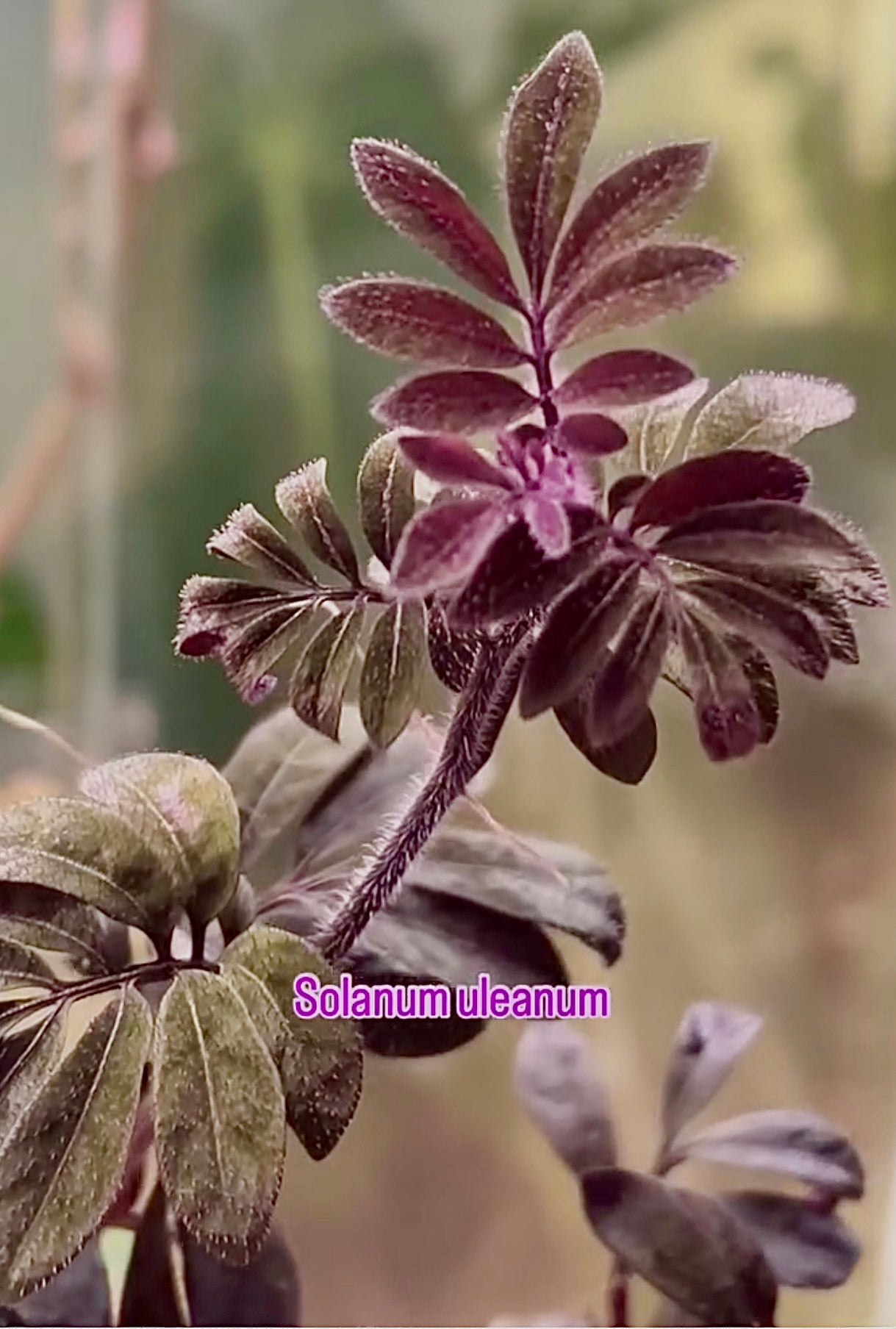 Solanum uleanum