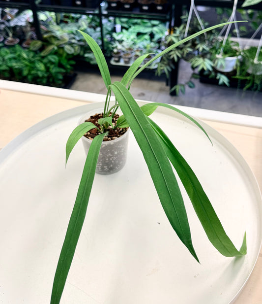 Anthurium vittarifolium