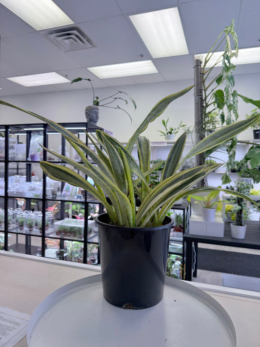 Sansevieria 'Lauren' 8.5” | No Ship