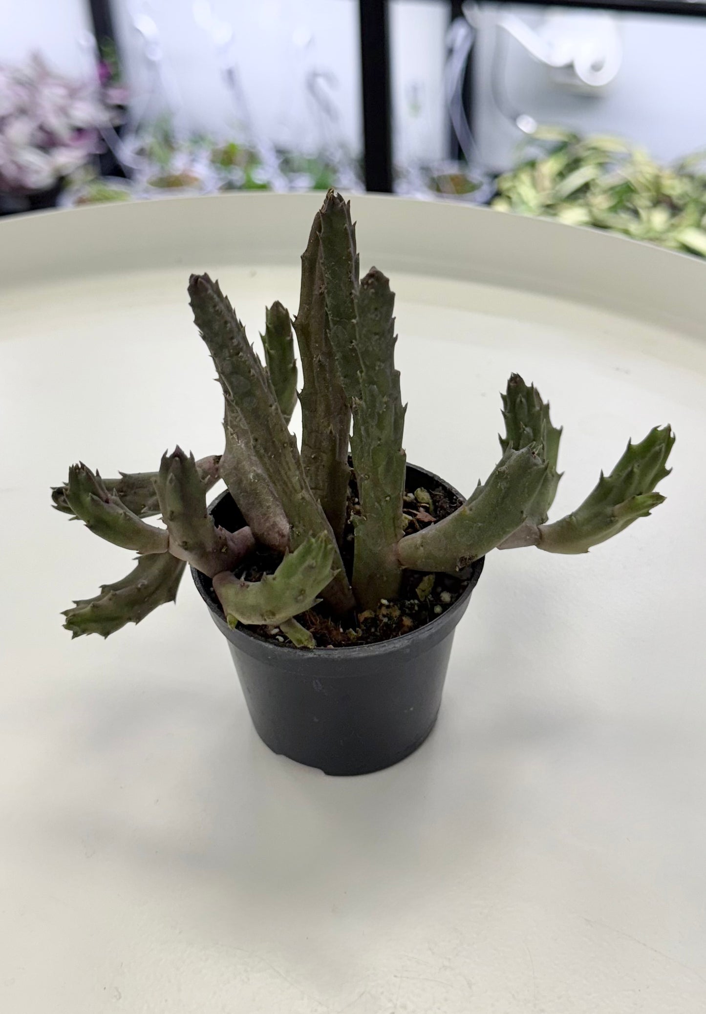 Stapelia schinzii