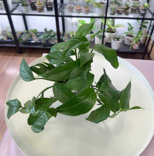 Epipremnum pinnatum 'Baltic Blue' 4”