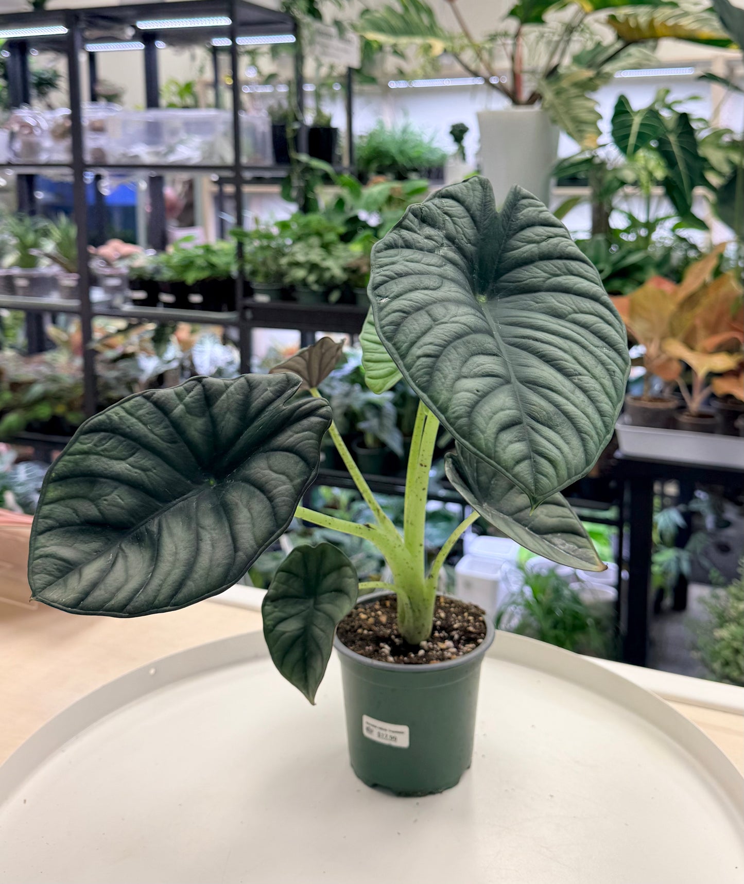 Alocasia nebula ‘Imperialis’ 4”