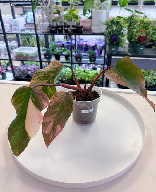 Philodendron ‘Strawberry Shake’