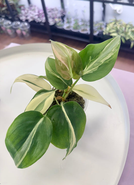 Philodendron ‘Rio’