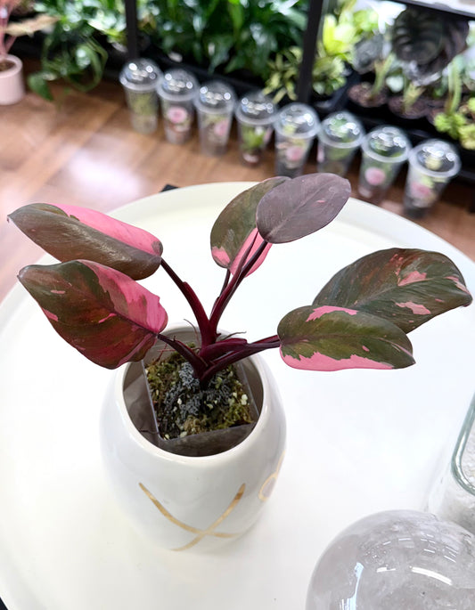 Philodendron ‘Pink Princess Marble’
