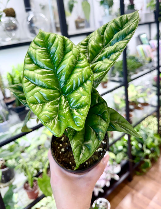 Alocasia sinuata 4”