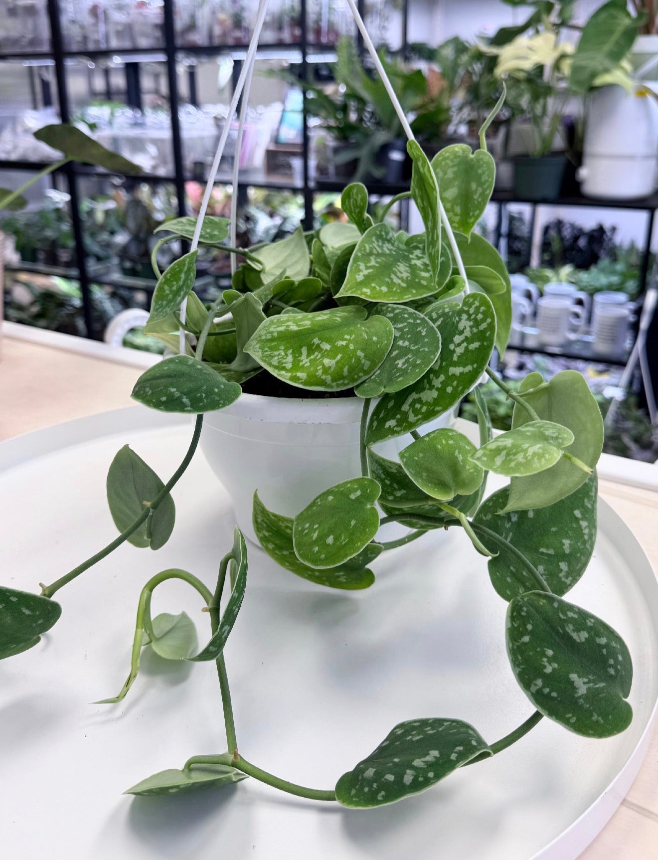 Scindapsus pictus 'Silvery Ann'