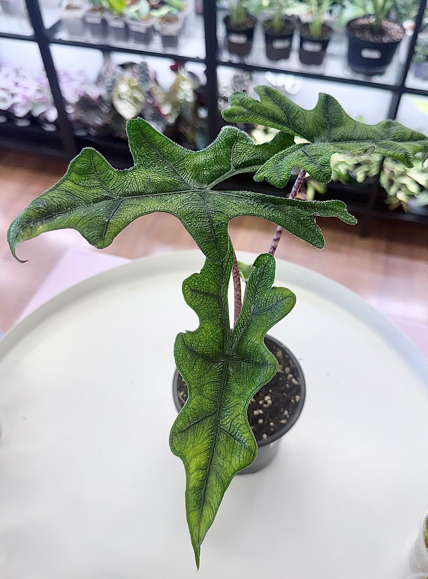 Alocasia 'Jacklyn' 4”