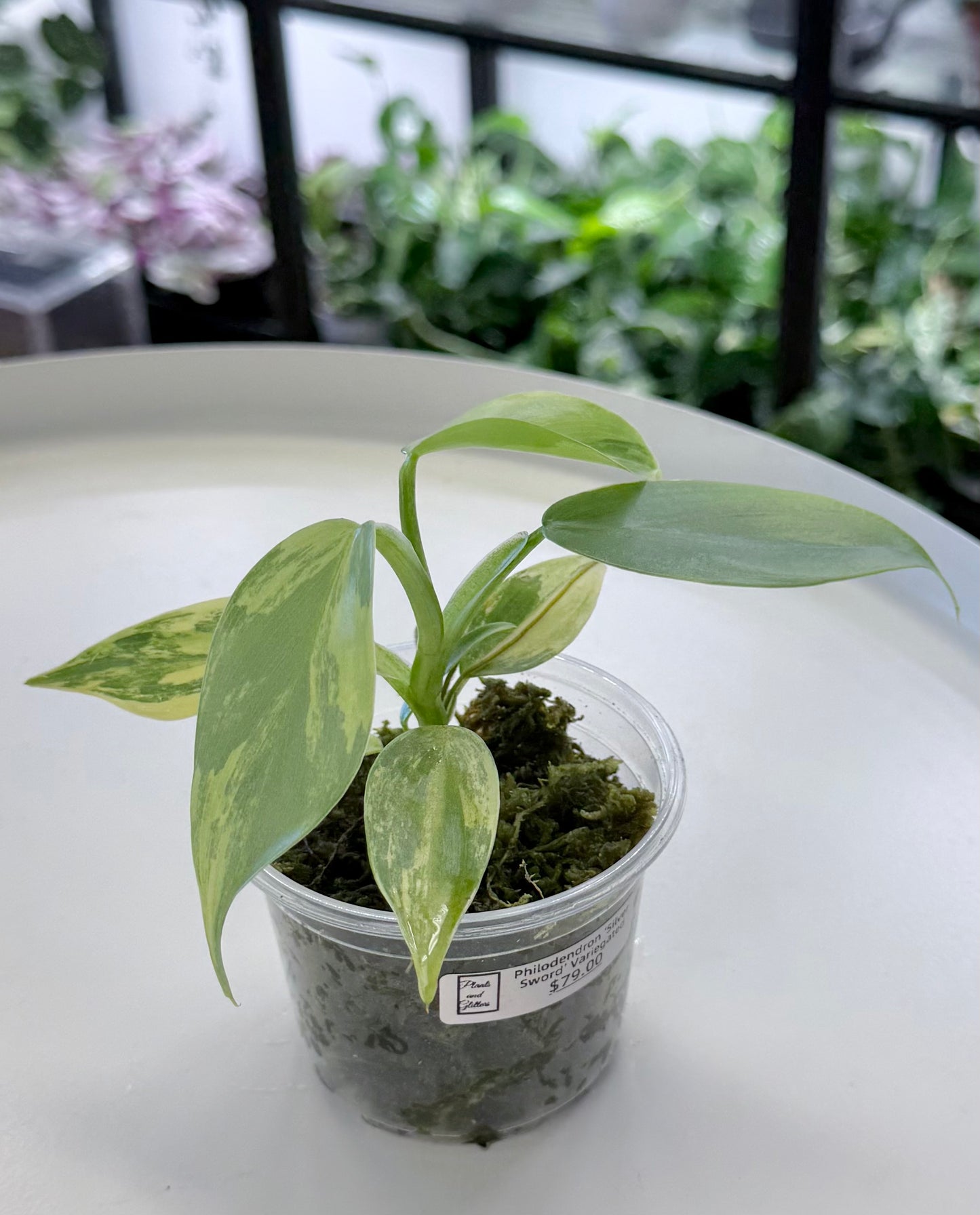 Philodendron ‘Silver Sword’ Variegated 3” Pot