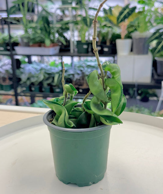Hoya compacta 4”