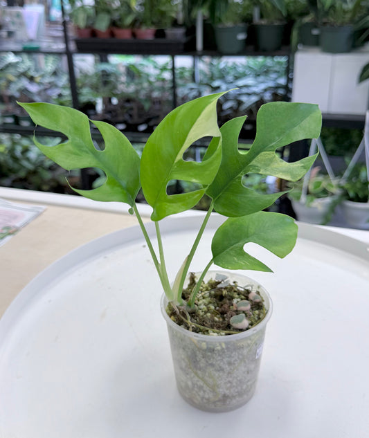 Rhaphidophora tetrasperma Aurea | 4”