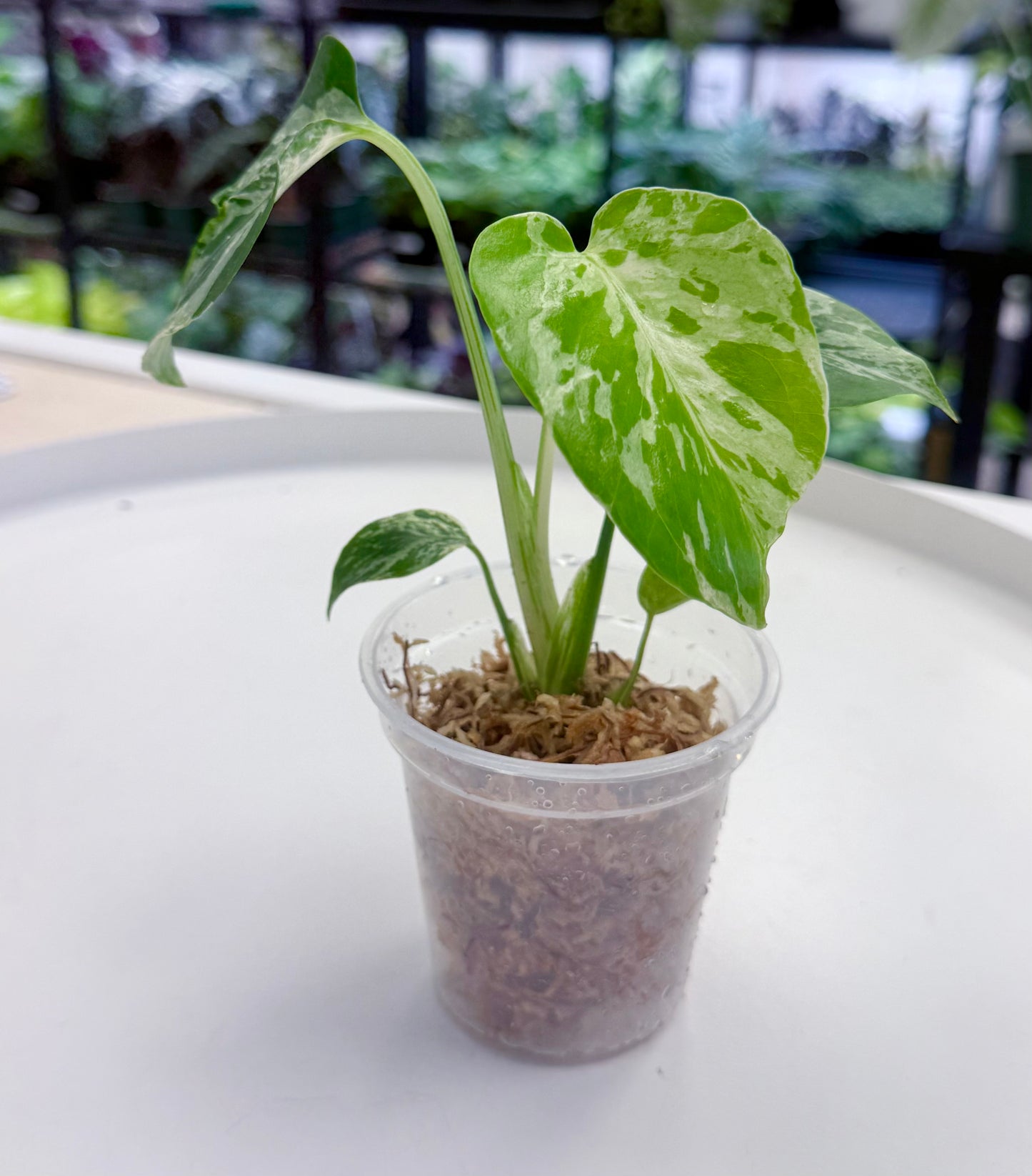 Monstera deliciosa 'Bulbasaur'