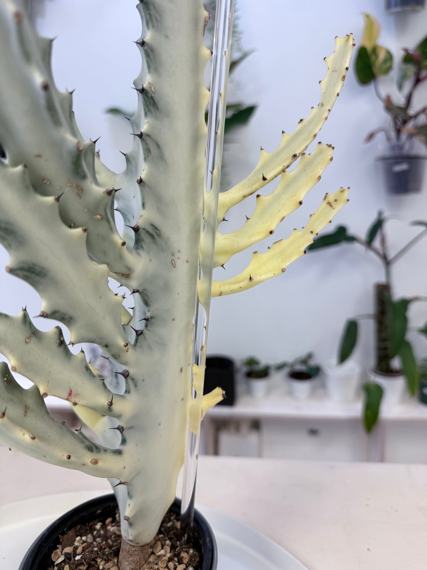 Clear Plant Support/Stake 8mmx24” | No Ship