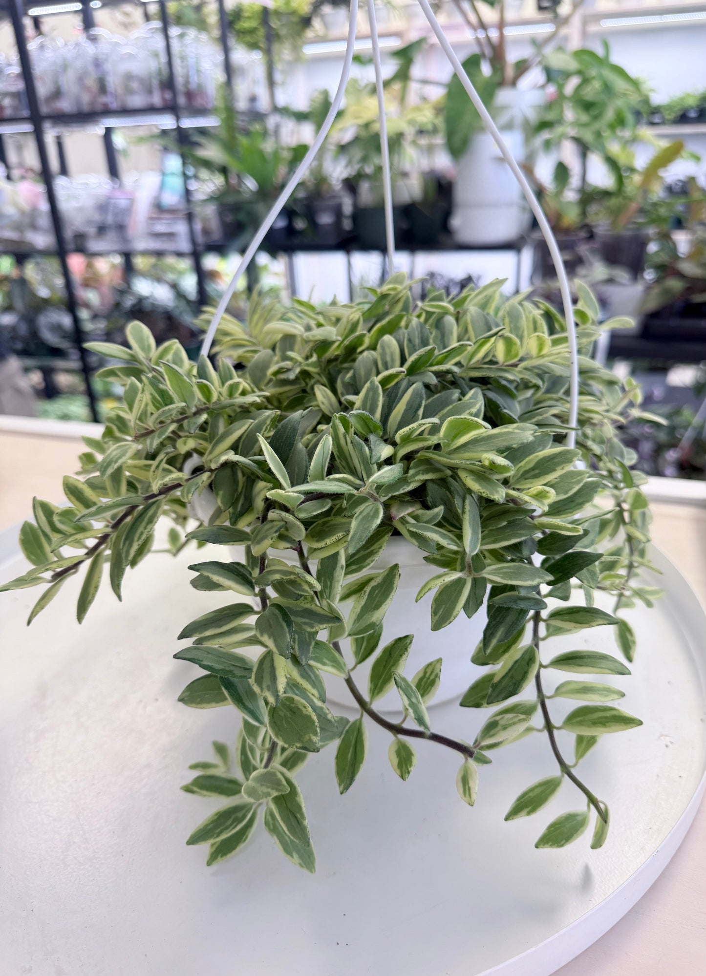 Aeschynanthus 'Bolero Bicolor' Lipstick Plant
