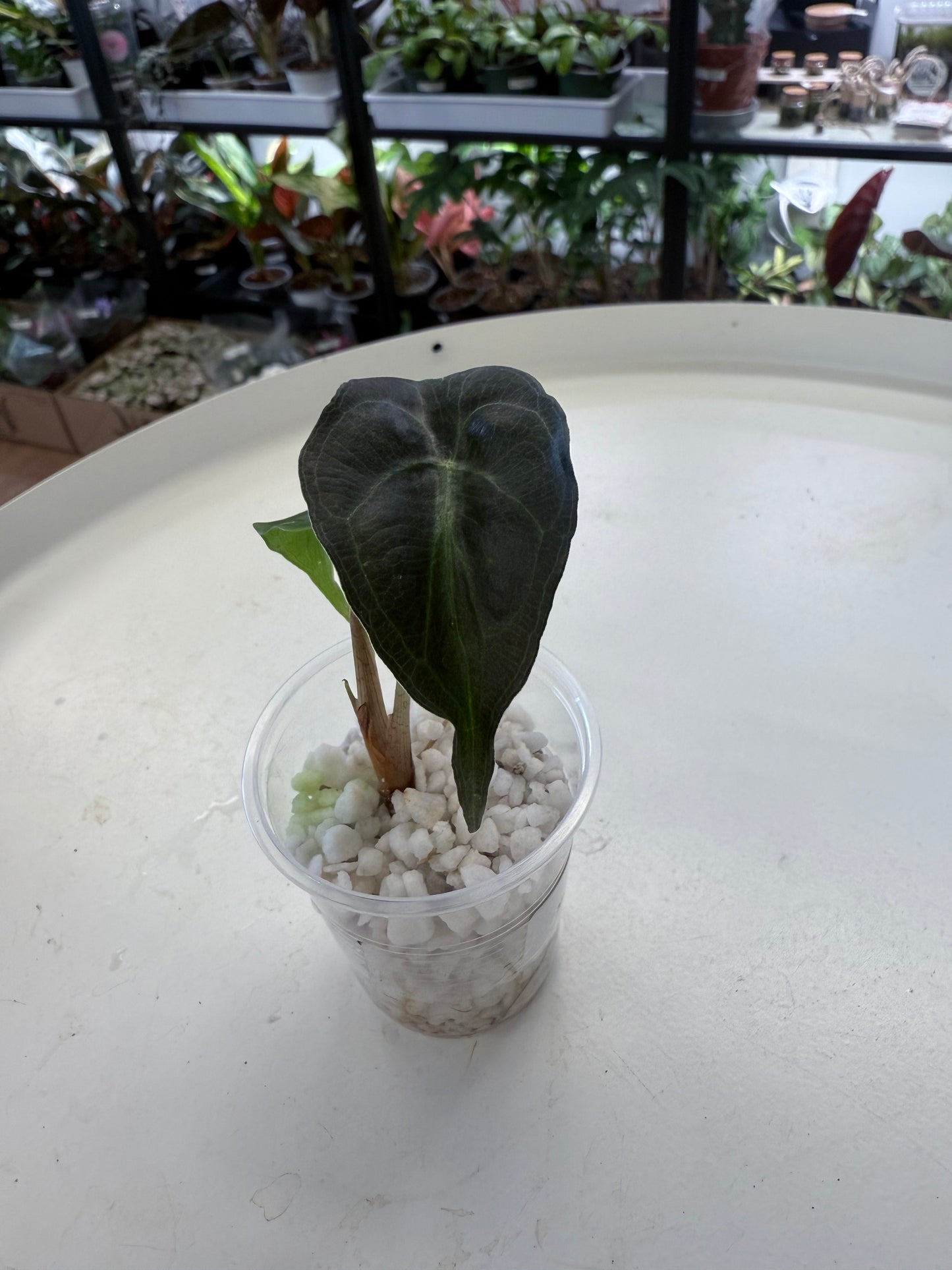 Alocasia ‘Venom’ 2”