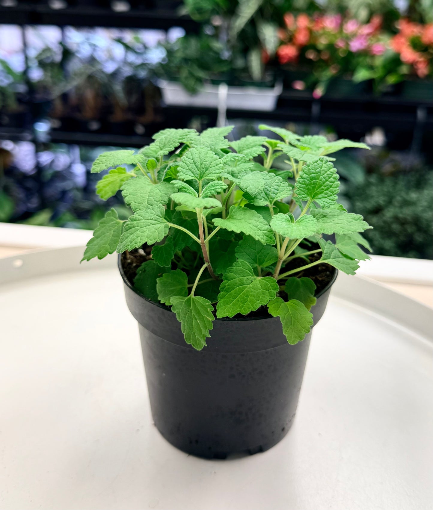 Catnip | Nepeta cataria 4”