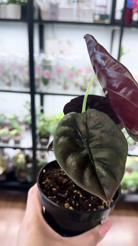 Alocasia cuprea ‘Red Secret’