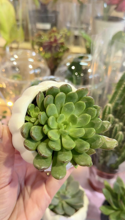 Assorted Succulents |Decorative Pot