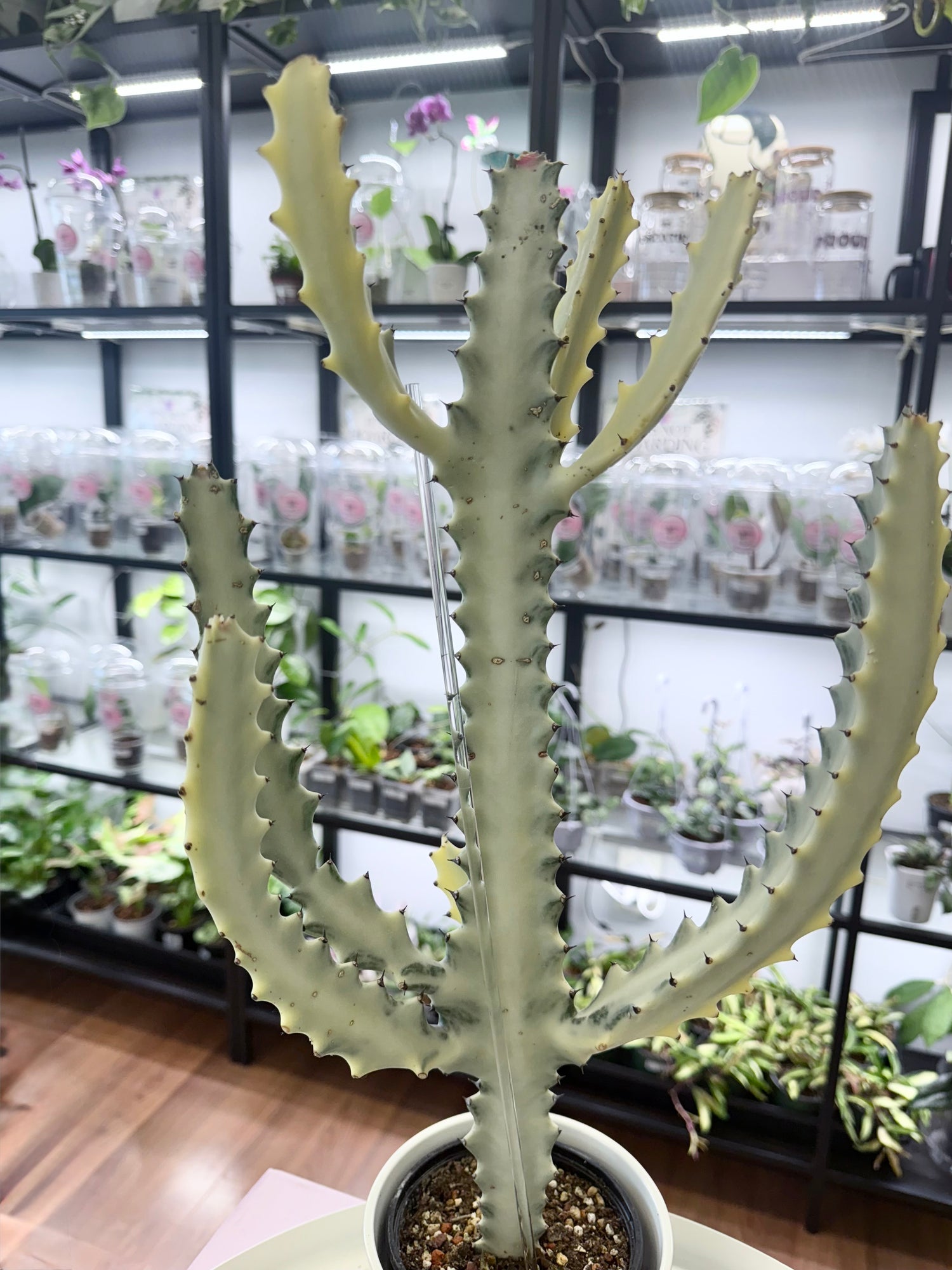 Cacti and Succulents