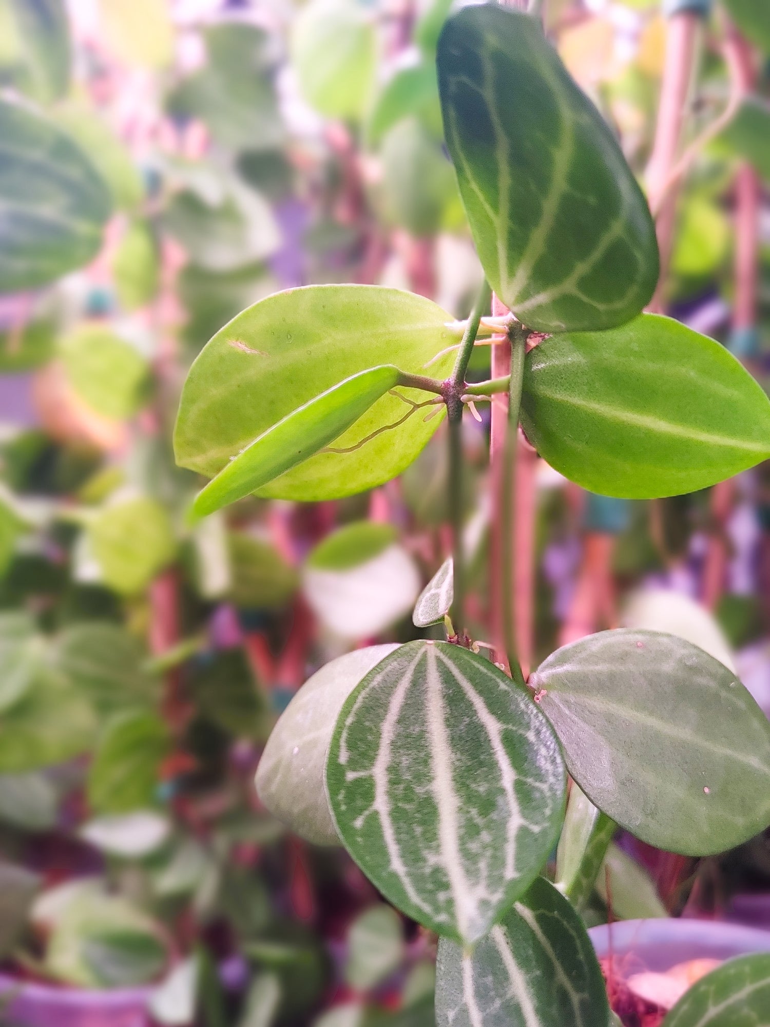 Other Plants
