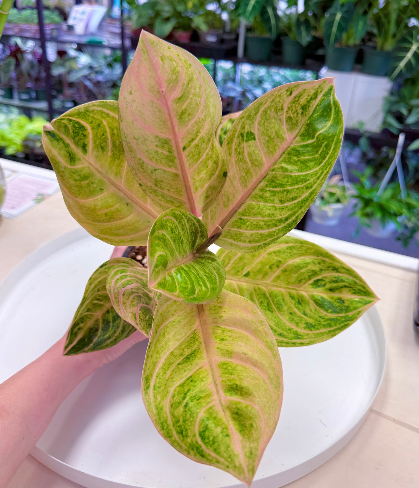 Aglaonema 'Siam Perfect’ | Golden Pink