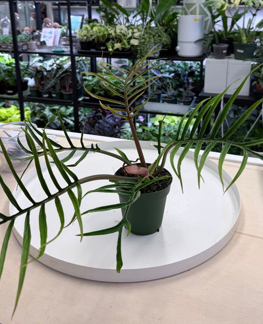 Philodendron bipinnatifidum 'Tortum' 4”