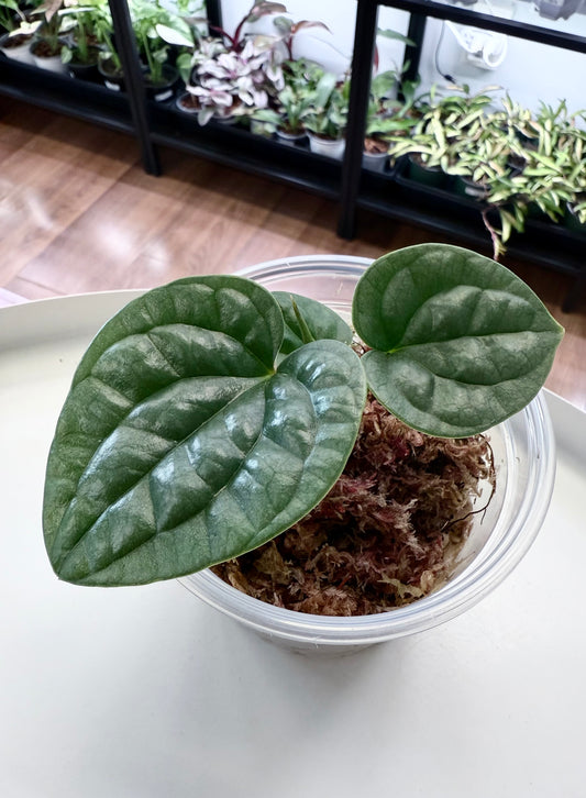 Anthurium luxurians (Platinum)