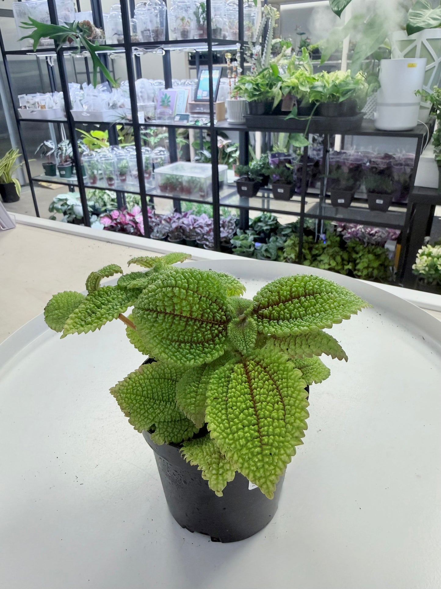 Pilea mollis ‘Moon Valley’