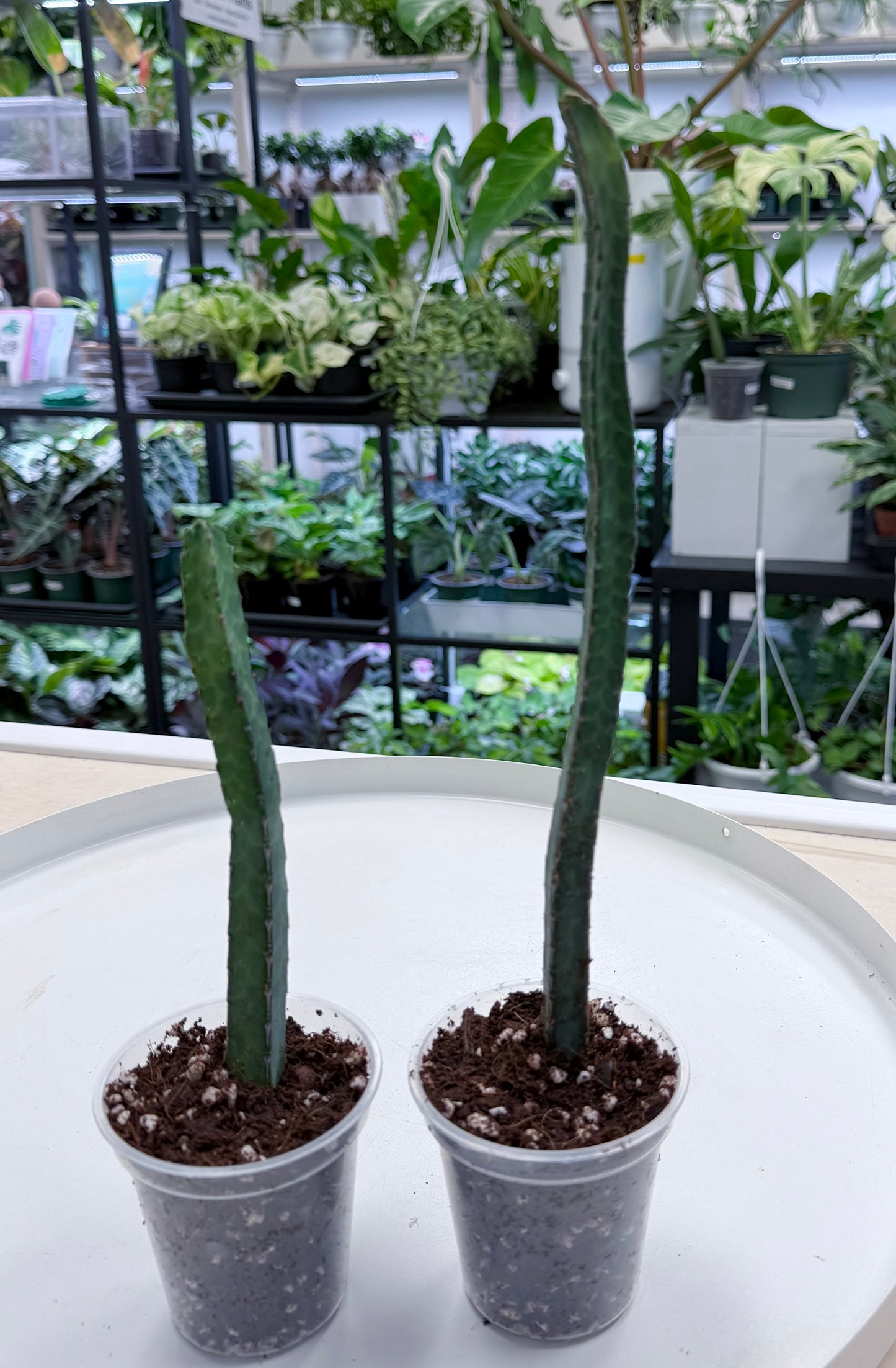 Euphorbia heterochroma