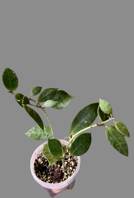 Hoya ‘Rebecca’