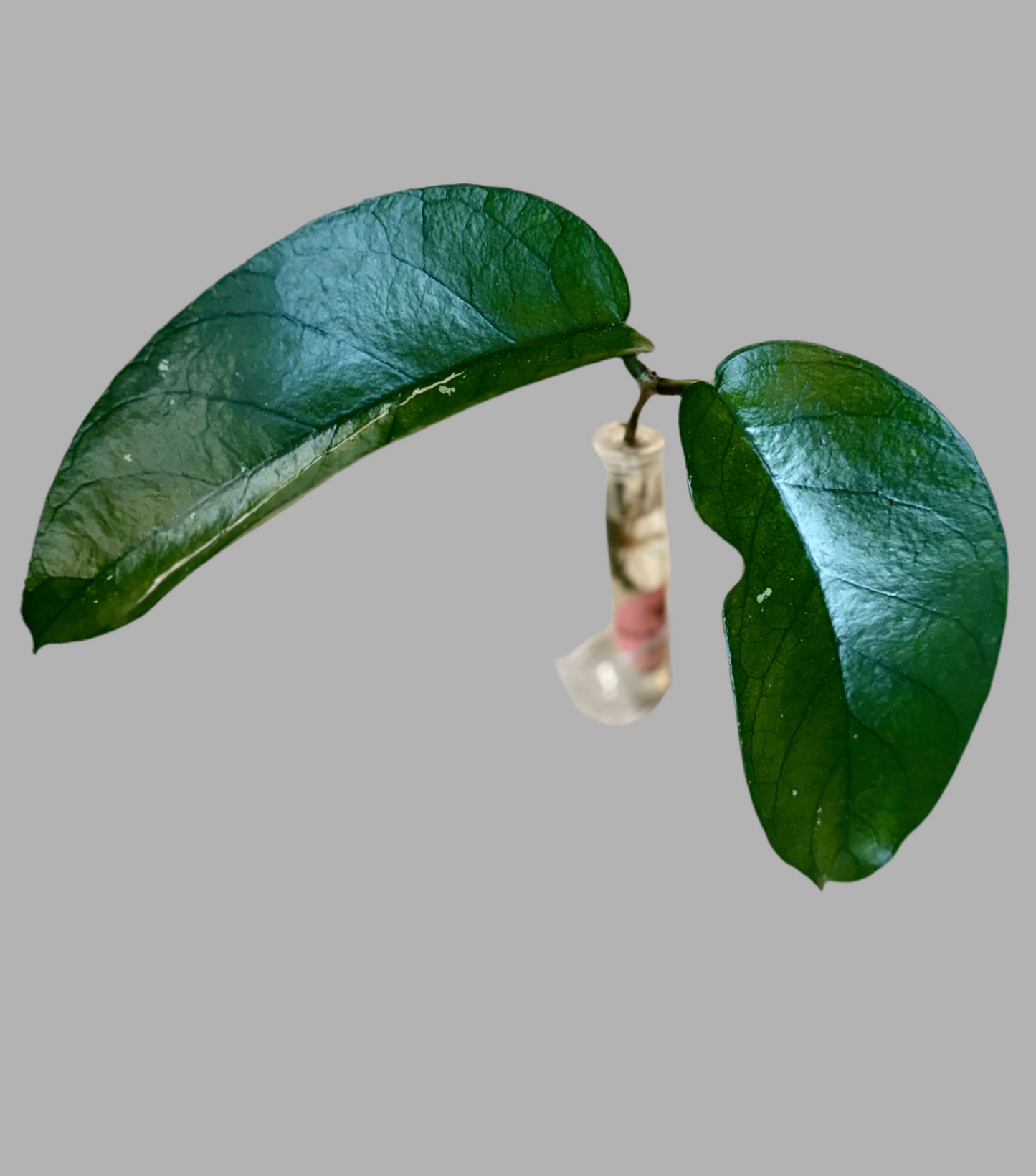 Hoya sp. ‘Tam Dao’