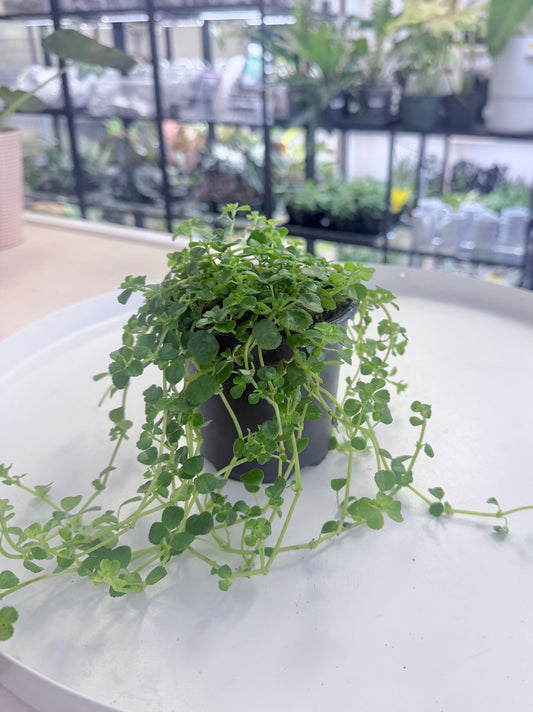 Pilea depressa | 'Baby Tears' 4”