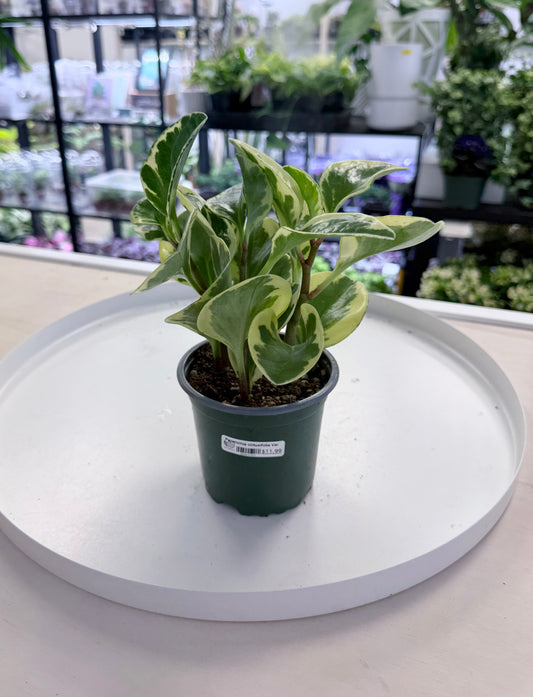 Peperomia obtusifolia Variegated 4”