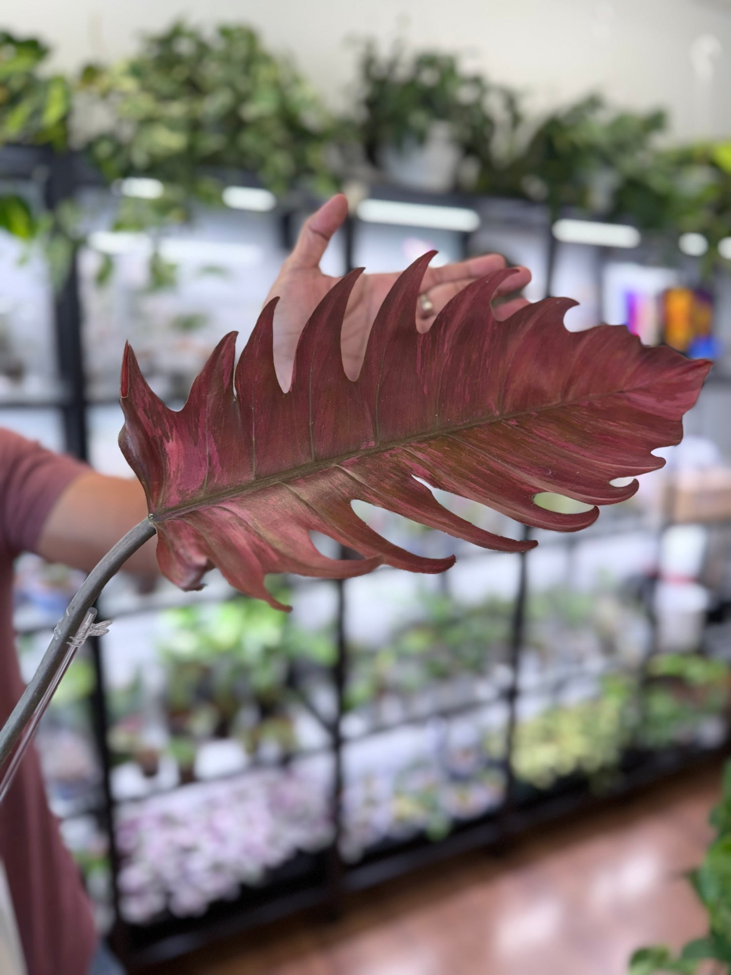 Philodendron ‘Caramel Marble’