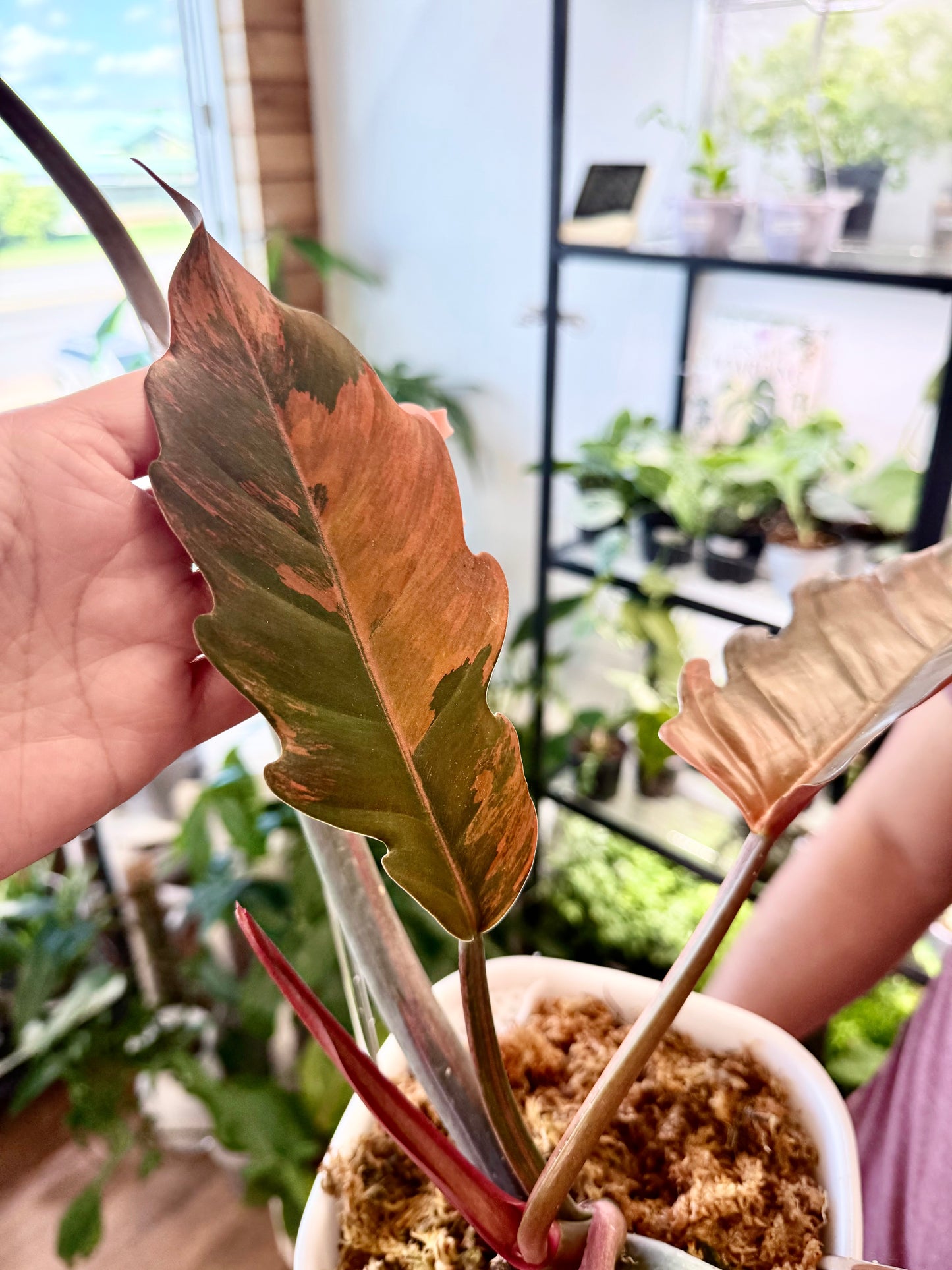 Philodendron ‘Caramel Marble’