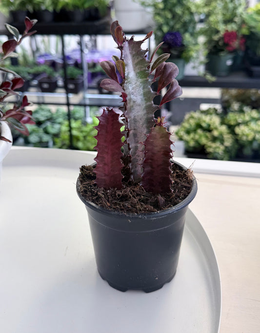 Euphorbia trigona ‘Rubra’ 4”