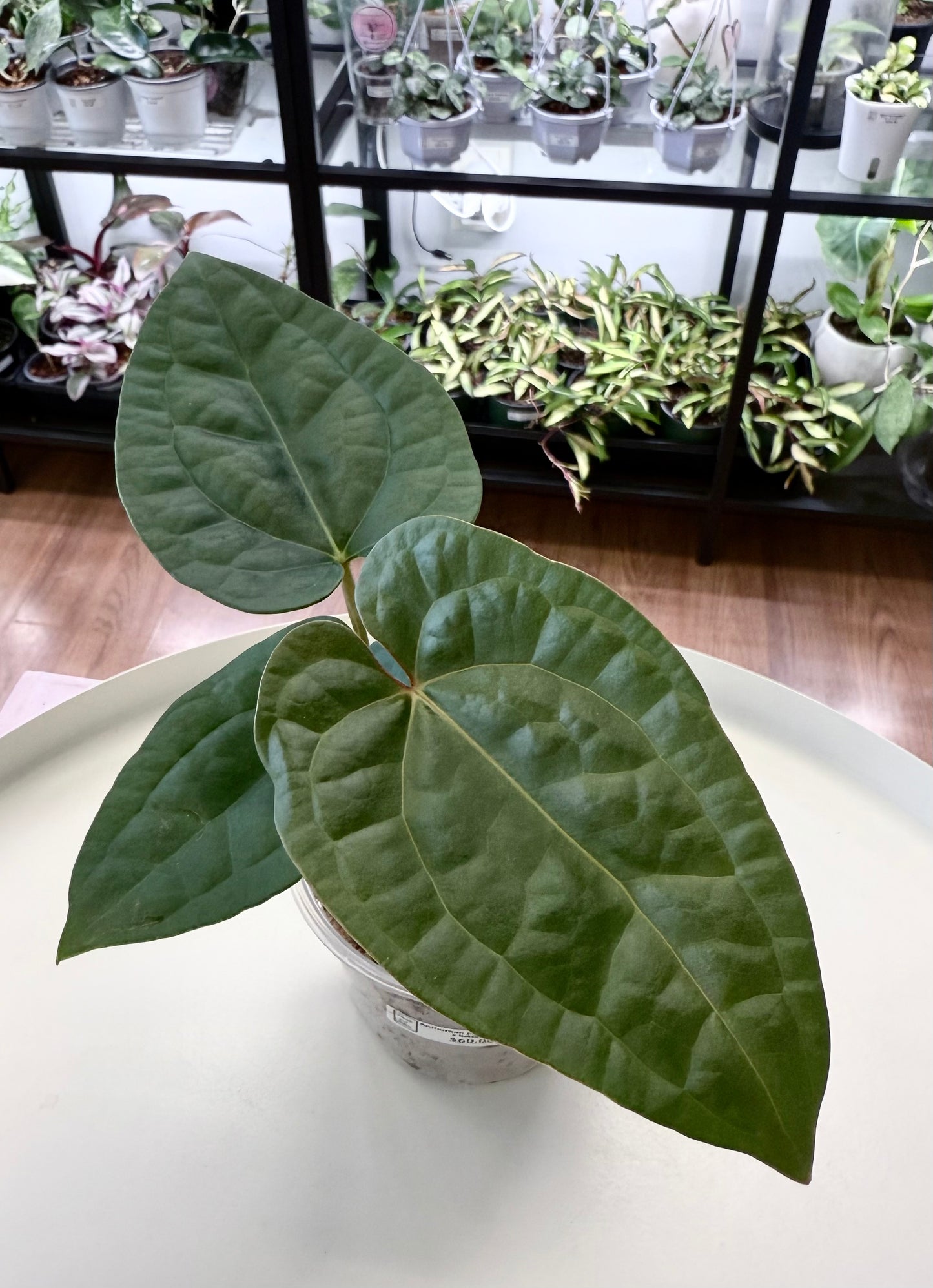 Anthurium papillilaminum x luxurians