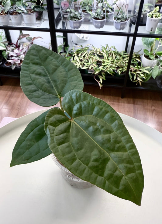 Anthurium papillilaminum x luxurians