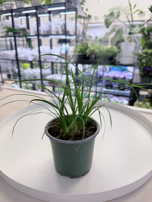 Beaucarnea recurvata | Ponytail Palm 4”
