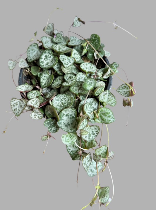 Ceropegia woodii ‘String of Hearts’ 4”