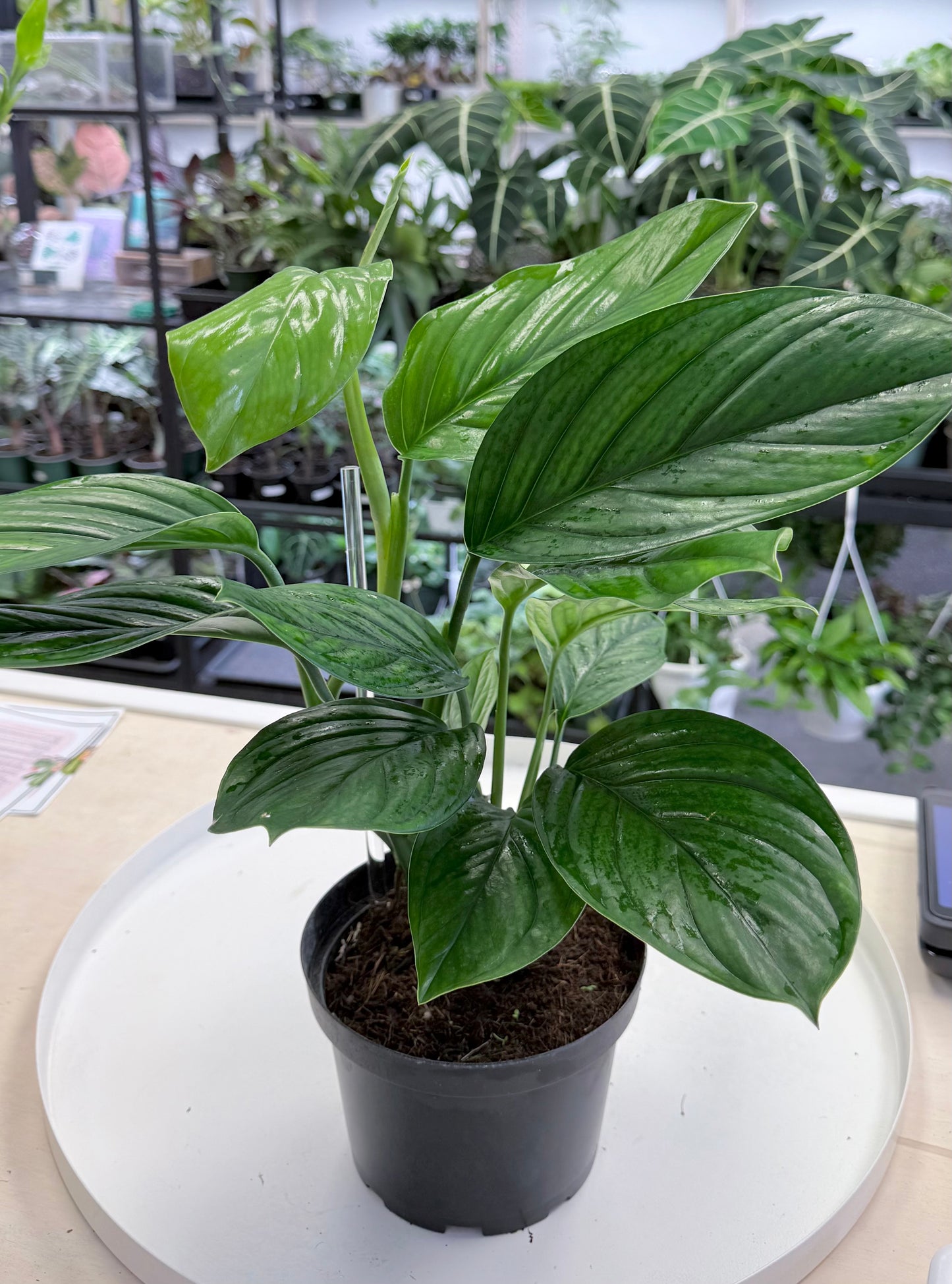 Monstera pinnatipartita 6” (Dark Form)