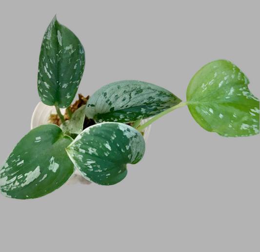 Scindapsus pictus  'Silvery Ann'