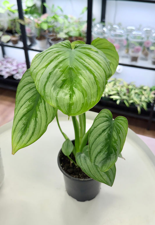 Philodendron mamei ‘Silver Cloud’