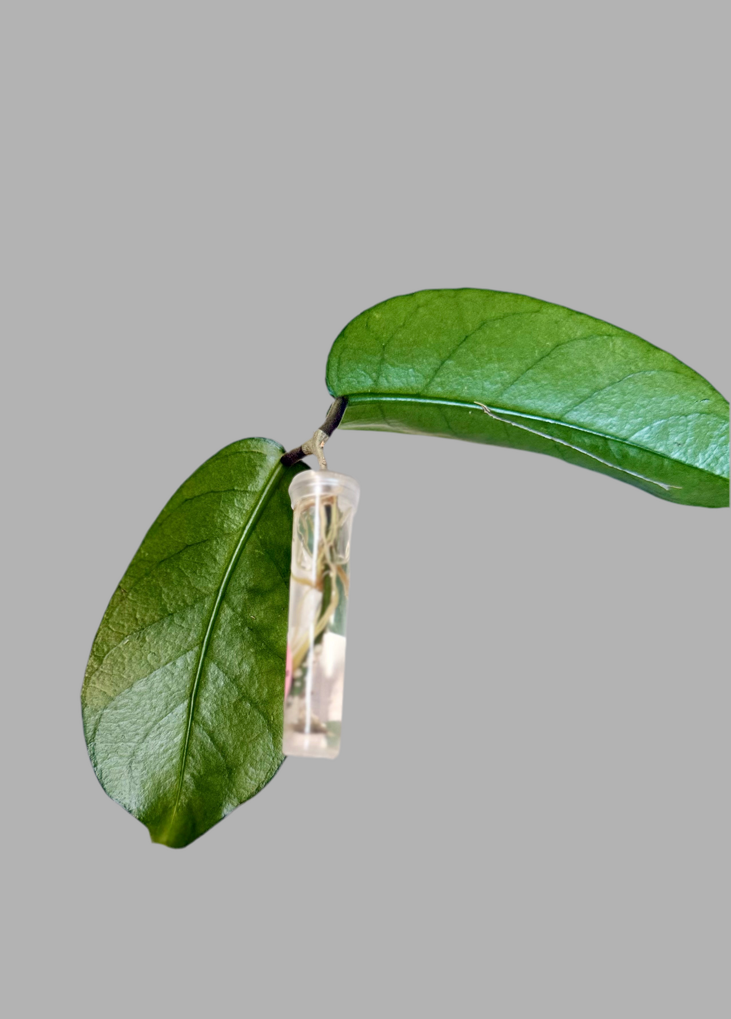 Hoya sp. ‘Tam Dao’