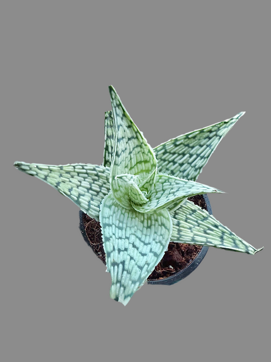 Aloe ‘Delta Lights’ 4”